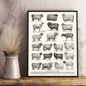 Quadro vintage ovelhas 1