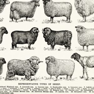Quadro vintage ovelhas 2