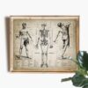 Quadro vintage anatomia 1