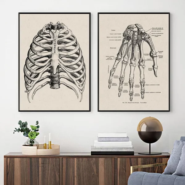 Quadro Medicina Anatomia Vintage 11