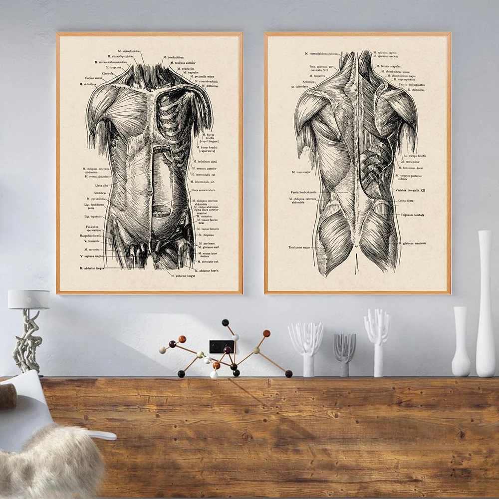 Quadro Medicina Anatomia Vintage 13